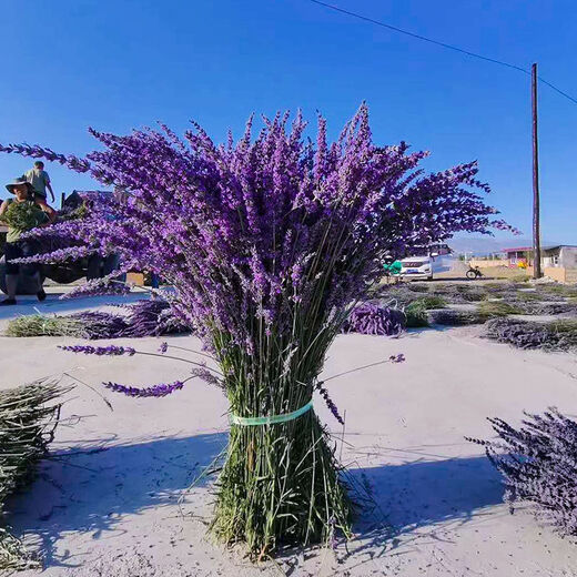 AIMAN dried lavender bouquet living room home decoration natural dried bouquet real flower aromatherapy internet celebrity flower arrangement ins gift 250g space blue half Jin Jin equals 0.5kg dark blue new summer flowers all in English newspaper packaging