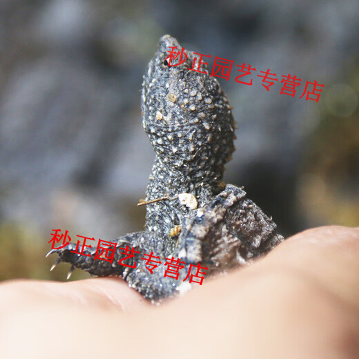 OIMG small snapping turtle live seedling pet turtle size active ornamental turtle water turtle crocodile turtle mixed Buddha new product snapping turtle 5-6 cm