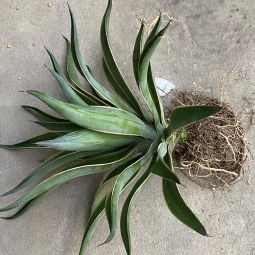 秋颖金边龙舌兰盆栽 多肉植物 虎皮兰绿植花卉好养 金边龙舌兰一颗高18-20CM左右 原土发货（耐旱植物易养活）