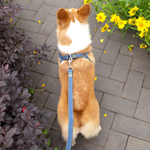 Runhuanian Dog Leash Dog Chain Large Dog Golden Retriever Labrador Medium Dog Small Dog Corgi Summer Harness Black