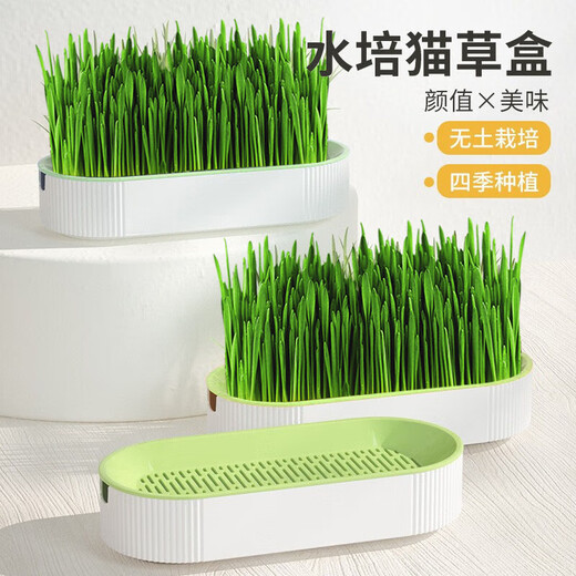 Crazy Owner Katzengras + 10 Beutel erdlose hydroponische Minze mit Weizensamen im Topf entfernt Haarballen, um haarige Katzensnacks bei jungen Katzen zu beseitigen