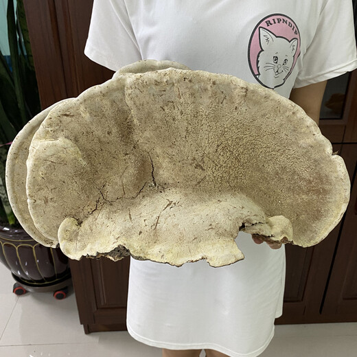 灵芝平盖灵芝长白山树舌整枝灵芝茶粉免费切片孢子粉 平盖灵芝1朵/单支重1.5斤