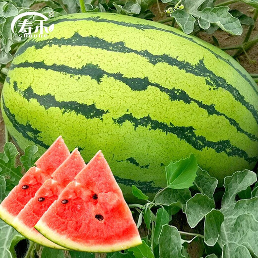 Shouhe Lazy Man Watermelon Seed Lazy Man King Melon Extra Large Spring No Pruning Lazy Man Fruit Seedling Southern Sweet Qishan Sweet No. 8 Lazy Man Watermelon Seed 50 capsules