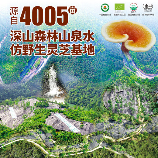 Huangshan Yunle, pared rota Ganoderma Lucidum Spore Powder, Red Ganoderma Lucidum Powder, Mejor de inmunidad, caja de regalo de Año Nuevo, regalo para ancianos, 2G/Bag*15 Bolsas*3 Cajas [Comprar 3 Obtenga 1 Cajas, Super Asequibles]