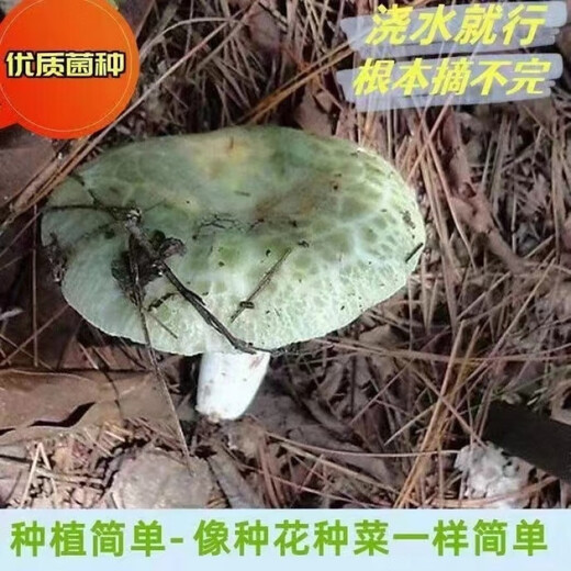 野生青头菌菌种种植绿胎菌菌种食用菌蘑菇种植包室内阳台盆景山林 野生青头菌种【不分季节种植】 1389粒【出1000个菌】送种植说明