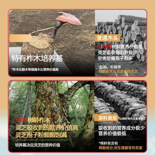 Zhensentang 2024 First Road New Powder Changbai Mountain Local Red Ganoderma Sporenpulver 500 g Bio-Robenpulver Broken Spore Oil First Road Powder 250 g Reich an Sporenöl Eine Flasche