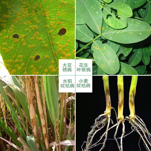 Syngenta Aimiao 30% difenoconazole propiconazole rice soybean peanut wheat rust leaf spot blight fungicide 1L