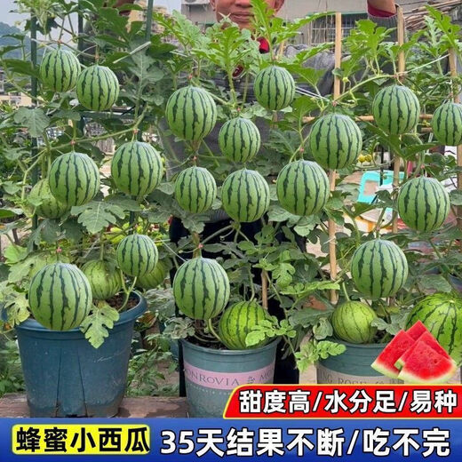 Super sweet honey small watermelon seeds ruby seedless small watermelon for four seasons planting balcony courtyard potted fruit seeds honey potted small watermelon seeds (can be eaten in 30 days) high-yielding varieties 3 packs of about 120 seeds new seeds