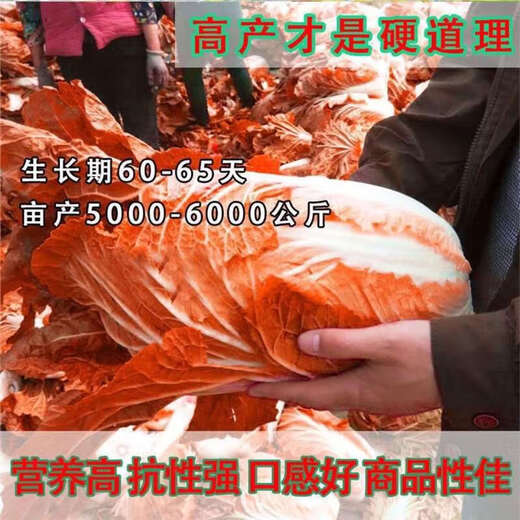 Fire Phoenix Chinese Cabbage Seeds Red Cabbage Seeds are disease-resistant, high-yielding and high in calcium. Orange and Red Cabbage are easy to grow in farmers’ fields. Matched Version. Fire Phoenix Cabbage Seeds. High-quality products - new seeds. 1 pack of approximately 199 capsules.