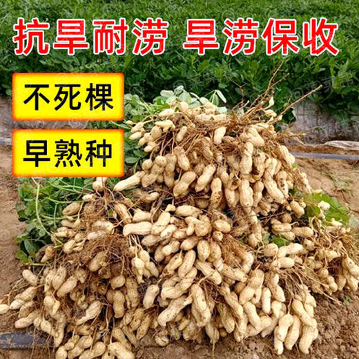 2024 New High Yield Peanut Seeds New Arrivals Peanut Seeds Peanut Original Seeds Academy of Agricultural Sciences Raw Peanuts Shelled Seeds High Yield Peanut Seeds 100% Original Seeds 1-1 In Shell Five Jin Jin is equal to 0.5 kg 2/500 g