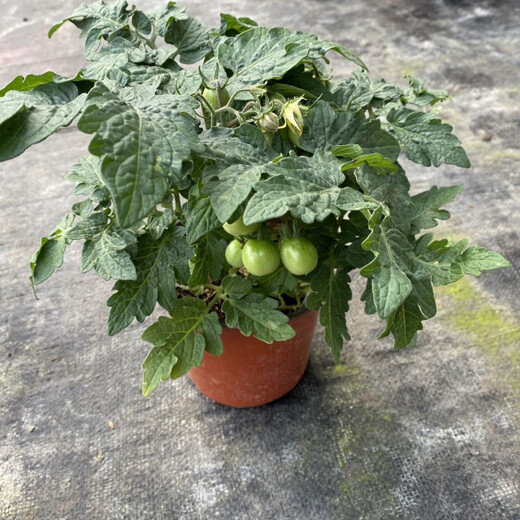 Tomato potted imported tomato seedlings with flowers and fruits four seasons tomato fruit flower seedlings edible outdoor cherry tomatoes small tomato potted with fruit shipped 1 pot