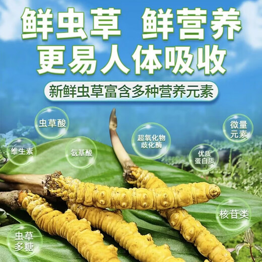 Zangkangtang Authentic High Altitude Fresh Cordyceps sinensis 2025 First Period Selected Fresh Cordyceps SF Cold Chain Direct 0.70.8g/root, 10 roots in total