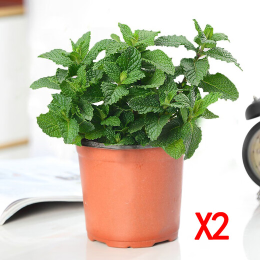 Flower List Mint Potted Flowers and Green Plants Edible Medium Pot of Mint + Medium Pot of Rosemary (Good Morning Pot) Straight from the Source