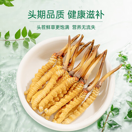 Zangxitang [erstes frisches Gras im Jahr 2025] Fresh Cordyceps sinensis, frischer Cordyceps sinensis, nahrhafte Nahrungsergänzungsmittel, 0,6 g/Wurzel, 30 Wurzeln