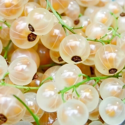 Currant Seeds Gooseberry Tree Potted Fruit Berry Seeds Patio Balcony Red Currant Seeds Selected 1 Pack of 100 Capsules