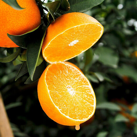Jingxiansheng Sichuan Ehime No. 38 Jelly Orange 4.5-5 Jin Jin is equal to 0.5 kg, single fruit 65mm+, fresh with leaves, straight from the source
