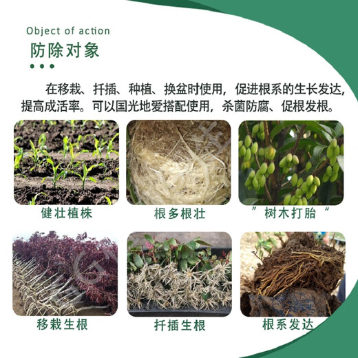 Guoguangzhigen 5% Naphthalene Acetic Acid Rooting Agent Fruit Tree Flowers Rose Ligustrum Tree Transplanting Cutting Rooting Liquid
