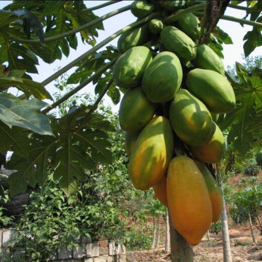 Papaya seeds Hainan red heart papaya rock sugar papaya papaya seeds balcony courtyard potted fruits and vegetables for four seasons sowing papaya seeds 50 capsules