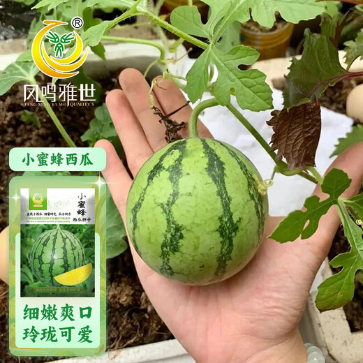 Fengming Yashi early-maturing small watermelon seeds thin skin few seeds yellow flesh watermelon fruit seeds four seasons little bee watermelon seeds 10 capsules