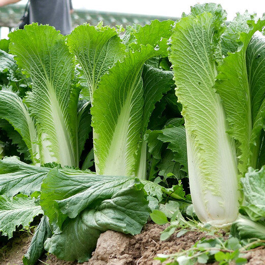 Shouhe Tianjin green hemp leaf Chinese cabbage seeds winter storage vegetable seeds field planting high stakes long summer and autumn green cabbage mussels Tianjin Green 60 cabbage seeds 15gx5 bags
