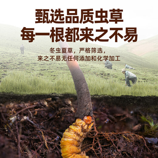 聚和泰头茬冬虫夏草礼盒新年货节过节送礼品礼物家人长辈老人滋补营养品 【4根/克 20根-5克】送礼推荐