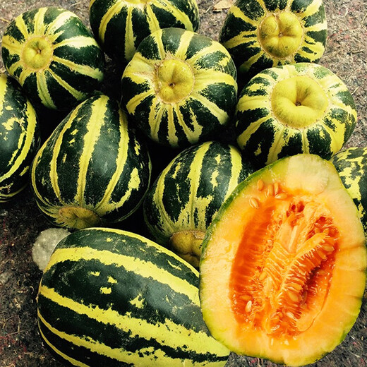 Beishu Bingtangzi melon seeds collection, Boyang melon seedlings, Beishu Sweet Tooth Bingtangzi seeds, about 100 pieces