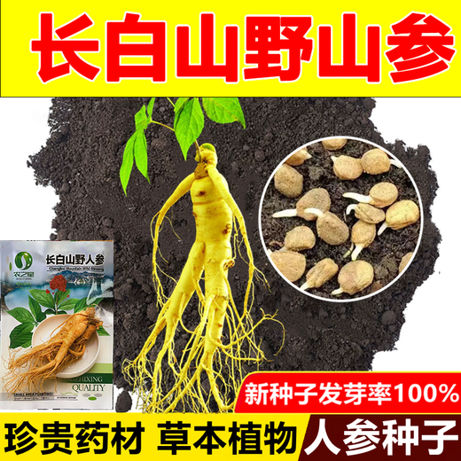Changbai Mountain ginseng seeds, wild ginseng seeds, easy to grow Chinese medicinal materials in all seasons, easy to live indoor flower pots, ginseng seeds, shipped without buds, big sale, 3 bags selected, about 156 capsules