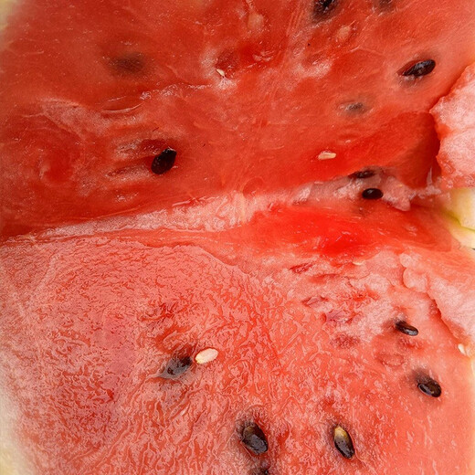 Shouhe yellow-skinned and red-flesh watermelon seeds for all seasons Jinlinglong yellow-skinned watermelon seeds 10 capsules 3 early maturing