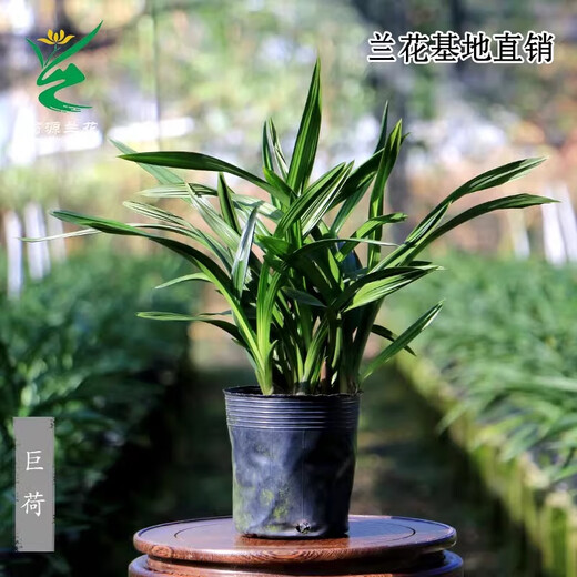 Wengyuan Orchid Authentic Spring Orchid Giant Lotus Old Species Winter Flowering Period Strong Fragrance Easy to Grow Indoor Desktop Flower Pots Giant Lotus 7 Seedlings Random Plastic Ancient Style Pots Good for Planting