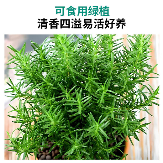Hua Weng potted edible thyme vanilla plant spices large pot of rosemary (gallon pot) straight from the source