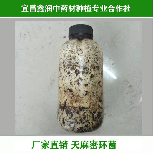 Gastrodia seeds Hubei Gastrodia 0 generation seeds Gastrodia seedlings Gastrodia seeds One Jin Jin is equal to 0.5 kg + 2 bottles of Armillaria