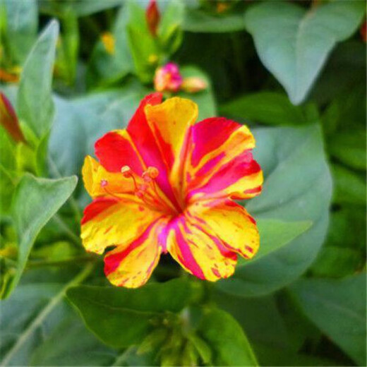 Jasmine seeds are easy to grow in all seasons, indoor balcony flower pots, perennial flowering seeds, tiger head jasmine 100 capsules + rooting powder, see description 2 for details