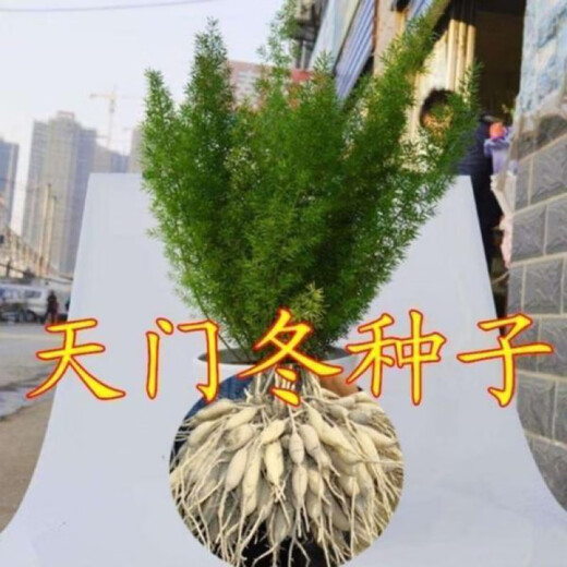 Authentic Asparagus seeds Yunnan Asparagus seeds seedlings Asparagus seeds Asparagus seeds Asparagus Chinese medicinal seeds Asparagus seeds trial 100 capsules
