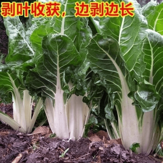 Xinning Brassicae Seeds are edible white stems, large broad leaves, thick skins, high-yield all-season old varieties, Spring Brassica Genda Vegetable Seeds, Broad-leaf Brassicae 2 packs and 3 packs (selected by 60 people)