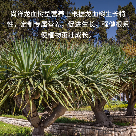 Shangyang dragon blood tree special nutrient soil 8L gardening vegetable and flower soil green plant planting granular soil organic soil