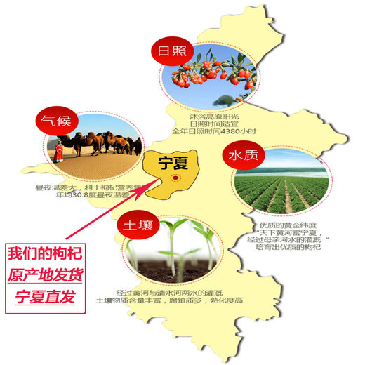 枸杞子500g宁夏特级正宗原产地新货无熏染红苟杞构茶泡水男肾干 新货枸杞500克【罐装中果】