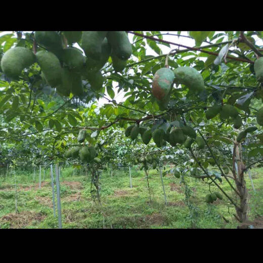 Qiuying September yellow sapling seeds, cow egg lump seedlings, August melon seedlings, five-leafed tree seedlings, wild golden bananas, September yellow seedlings, 2 large seedlings, 30-50cm