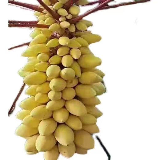 Hawaiian Golden Cream Papaya Seeds, suitable for both field and potted plants, high germination rate, 100 capsules/pack of fruit seeds, Hawaiian Cream Papaya Seeds, 20 capsules