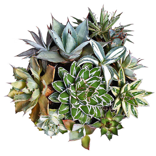 Die fünffarbige Agave glückverheißende Krone der Goldenen Leech Prinzessin Thunder Sukkulente Pflanzenkombination Potted Saizhixe Einzelhoch