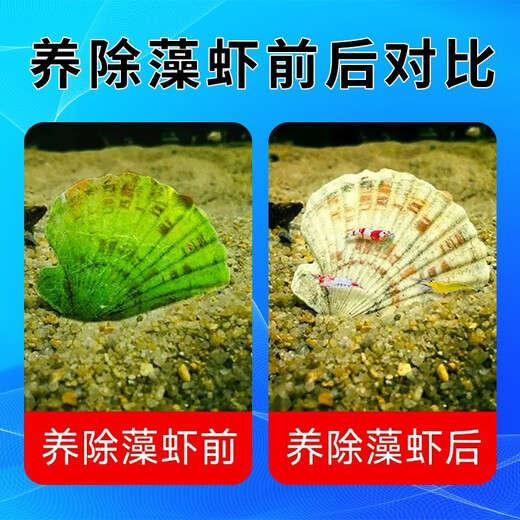 Yujialinzi Ornamental shrimps, live shrimps, fish tank tools, shrimps, aquarium, pet shrimps, water, algae removal, shrimps, clean shrimps, algae removal, freshwater shrimps, blue velvet shrimps, 10 blue velvet shrimps