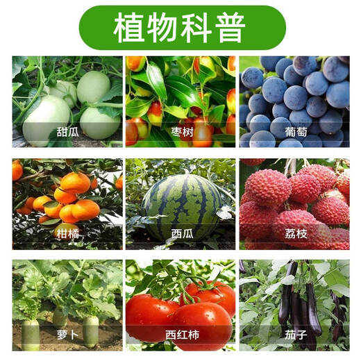 0.1% Thidiazuron Grape Fruit Expansion, Yield Increase, Income Increase, Cytokinin Regulation, Growth Regulator 200ml/Bottle (1 Bottle)