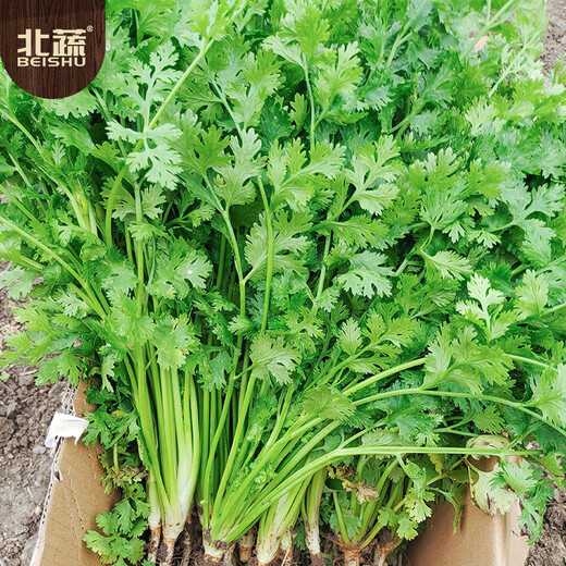 Northern vegetable coriander seed seedlings old varieties four-season potted large-leaf coriander balcony rapeseed large-leaf coriander seed 600 capsules
