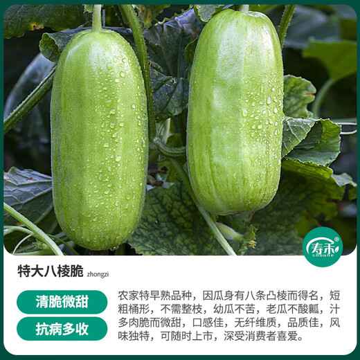 Shouhe melon seeds Shandong crispy Shouguang Boyang large white sand honey fruit sowing in winter and spring planting early maturing extra large eight-sided crispy melon seeds about 60 pieces x 2 bags