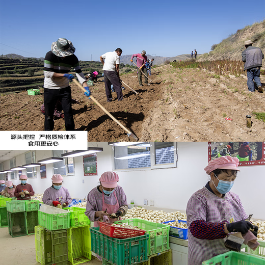 Jingmi Lanzhou Lily Fresh Lily Edible Sweet Lily Net weight 2Jin Jin is equal to 0.5kg 3 pcs per pack, total 6 packs, straight from the source