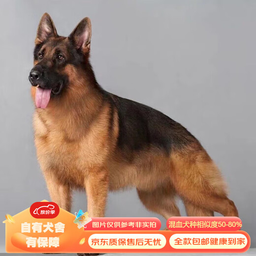 Mixed Chinese Pastoral Dog Golden Retriever Corgi German Shepherd Labrador Horse Dog Shiba Inu Bichon Frize Puppy Pet Dog Live Mixed Class German Shepherd Mixed