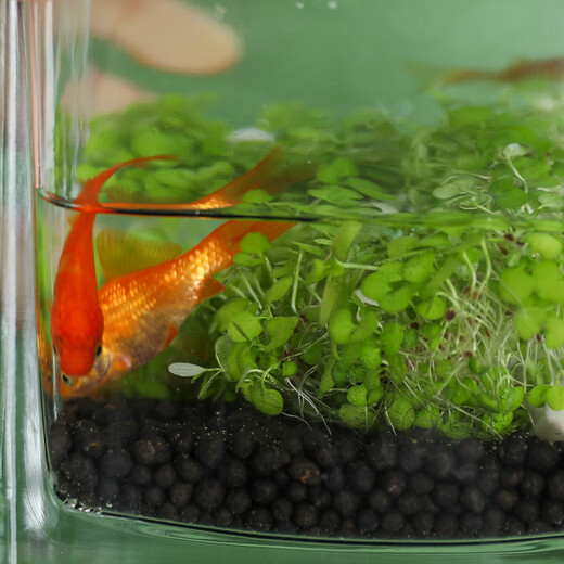 Shouhe aquatic plant mud landscaping fish tank aquarium bottom sand planting mud aquatic plant mud 1kg