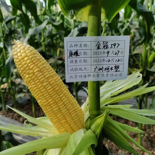 Wangyuanxing Golden Crown 597 corn seed big stick fruit corn super sweet sunflower sweet corn seed 400g can Golden Crown 597 5 cans