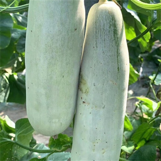 Bomei 61 melon seeds replace croissant honey Boyang series super sweet green meat vegetable melon seeds 100 capsules Bomei 61/bag high-yielding type