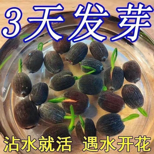 Bowl of lotus seeds, colorful hydroponic flowers, water-grown four-season lotus, lotus seeds, lotus root green water plants, mixed-color bowl of lotus seeds, budding when exposed to water, blooming in all seasons, 100% budding, 10 capsules, multi-color mixed, already opened
