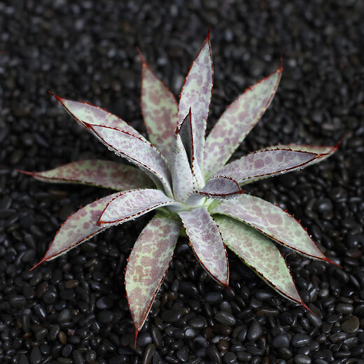 ZKHE龙舌兰盆栽蓝鲸仁王冠吉祥冠泷雷王妃雷神多肉植物组合盆栽 连刺甲蟹锦 单头7-8cm 裸根不带土